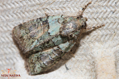 Cryphia pallida