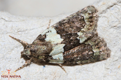 Cryphia pallida