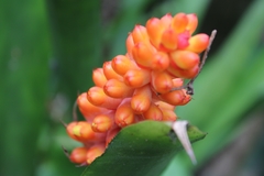 Aechmea comata