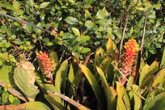 Aechmea comata