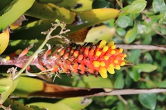 Aechmea comata