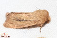 Denticucullus mabillei