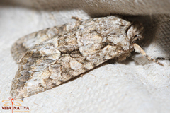 Dryobotodes monochroma