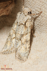 Dryobotodes monochroma