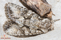 Dryobotodes monochroma