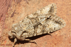 Dryobotodes monochroma