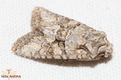 Dryobotodes monochroma