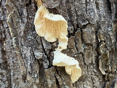 Irpiciporus