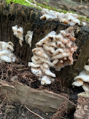 Agaricomycetes