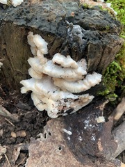 Agaricomycetes