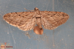 Eupithecia phoeniceata
