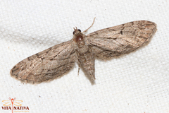 Eupithecia phoeniceata