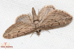 Eupithecia phoeniceata
