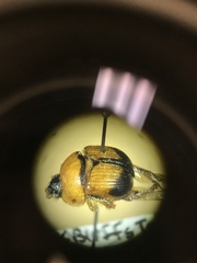 Bolbocerosoma bruneri