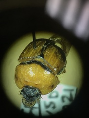 Bolbocerosoma bruneri