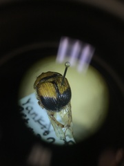 Bolbocerosoma bruneri