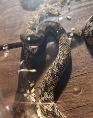 Pituophis melanoleucus