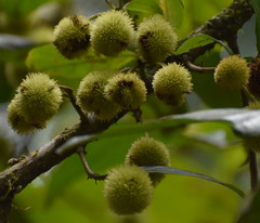 Sloanea langii