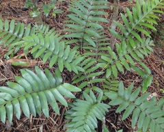 Asplenium obtusatum