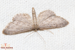 Idaea longaria