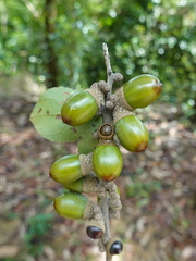 Lithocarpus harlandii