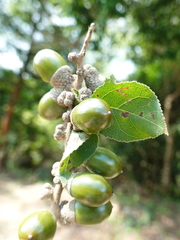 Lithocarpus harlandii