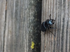 Platycerus oregonensis