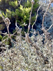 Neolasioptera lupini