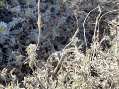 Neolasioptera lupini