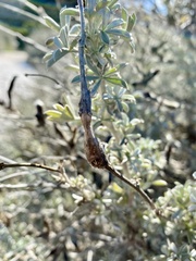 Neolasioptera lupini