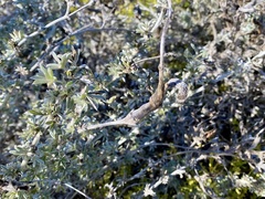 Neolasioptera lupini