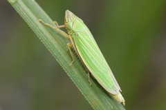 Draeculacephala angulifera