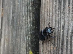 Platycerus oregonensis