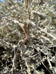 Neolasioptera lupini