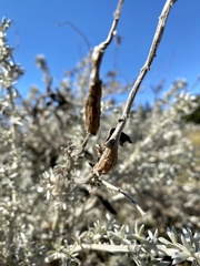 Neolasioptera lupini