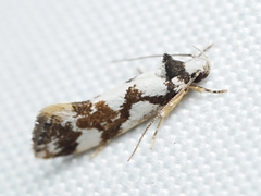Machetis aphrobola