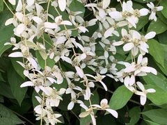Congea tomentosa