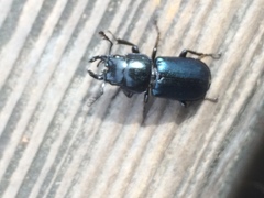 Platycerus oregonensis