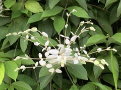 Congea tomentosa