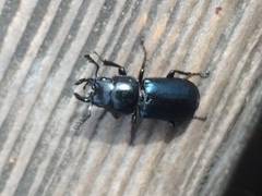 Platycerus oregonensis