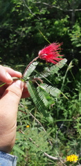 Calliandra hirsuta