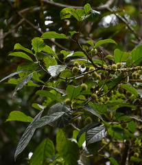 Sloanea langii