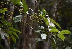 Sloanea langii