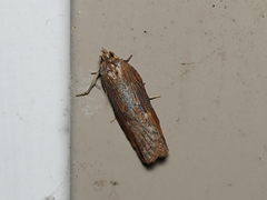 Cryptoptila immersana