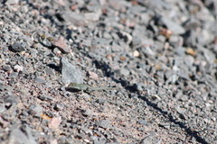 Aspidoscelis uniparens