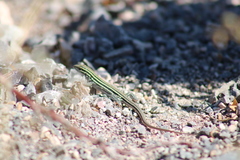 Aspidoscelis uniparens