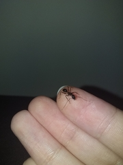 Camponotus