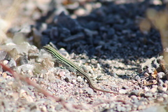 Aspidoscelis uniparens