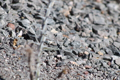 Aspidoscelis uniparens