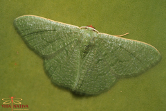 Phaiogramma faustinata